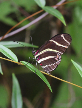 Zebra Heliconian